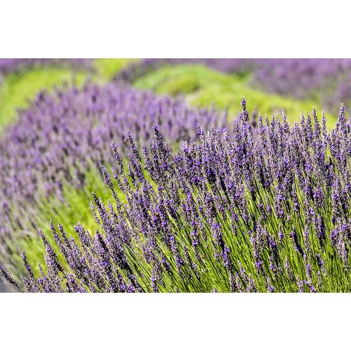 Horton, Janet 아티스트의 San Juan Island-Washington State-USA Pelindaba Lavender Farm작품입니다.